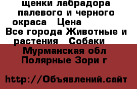 щенки лабрадора палевого и черного окраса › Цена ­ 30 000 - Все города Животные и растения » Собаки   . Мурманская обл.,Полярные Зори г.